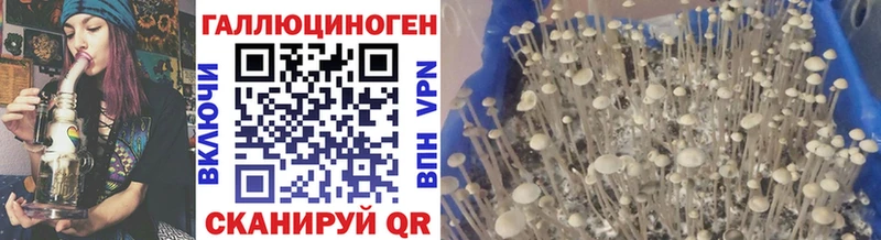 Галлюциногенные грибы Psilocybe  Купить где  Петрозаводск 